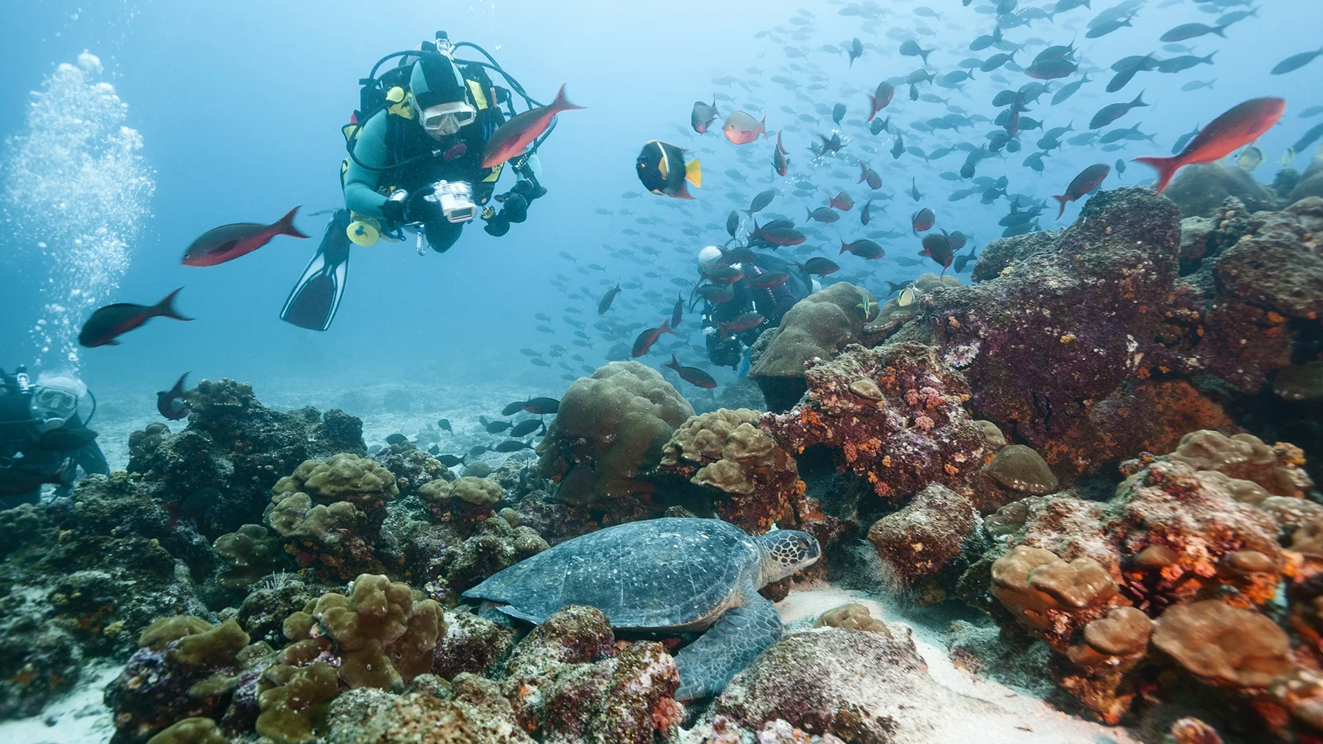 8 Day Diving Galapagos 360 Tour A Ideal