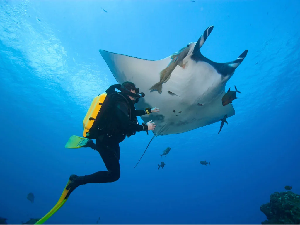 Diver with manta ray