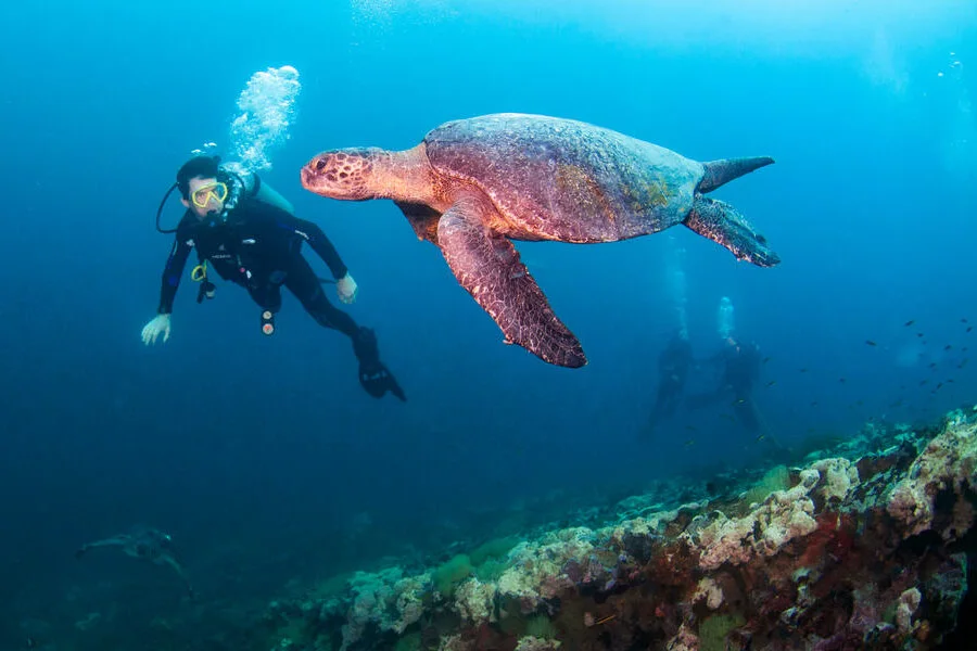 8 Day - Diving Galapagos 360 Tour "A" - IDEAL