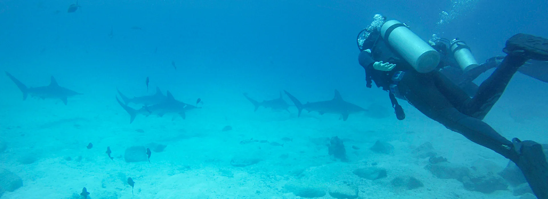 Diving with sharks in the Galapagos