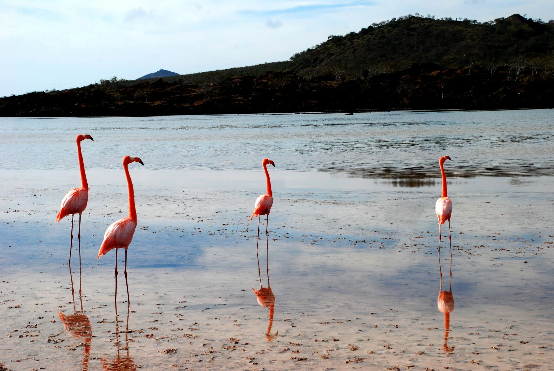 Flamingos at Cormorant Point