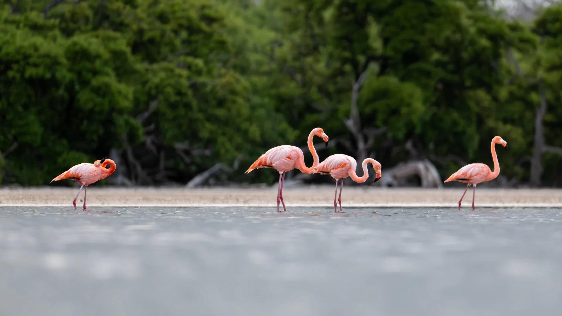 Galapagos flamingo