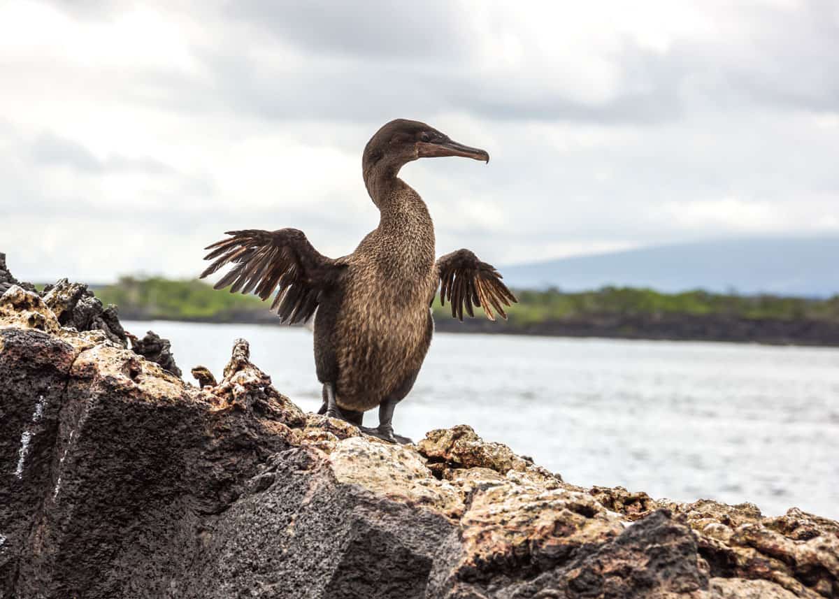Flightless Cormorant