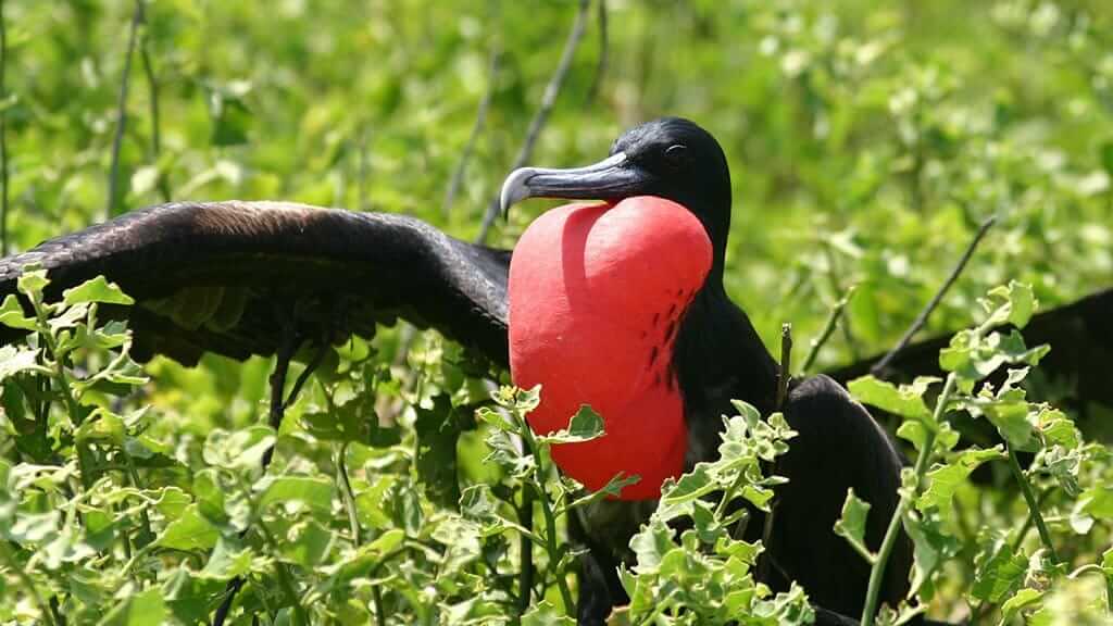 Magnificent Frigatebird