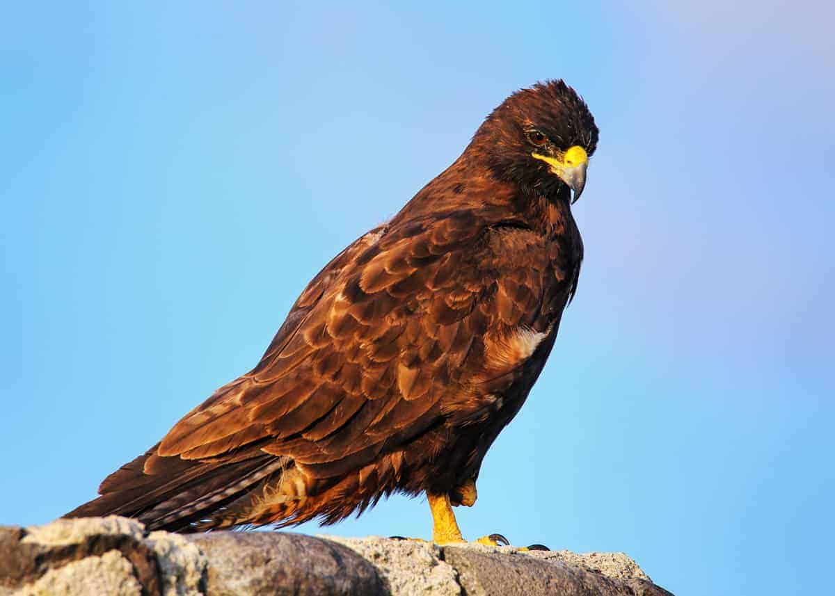 Galapagos Hawk
