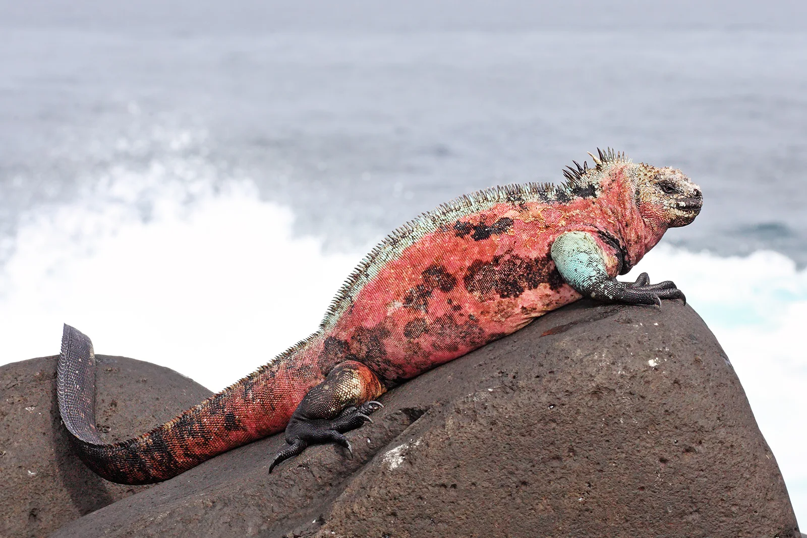 8 Day "Galapagos Wisdom" Tour - ESSENTIAL