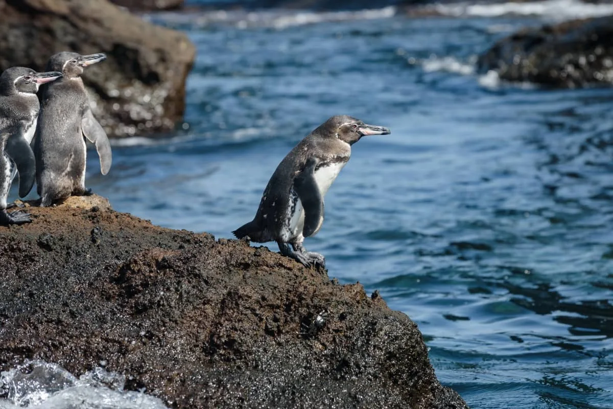 Galapagos penguins can sometimes be spotted around Bartolome's rocky shoreline.