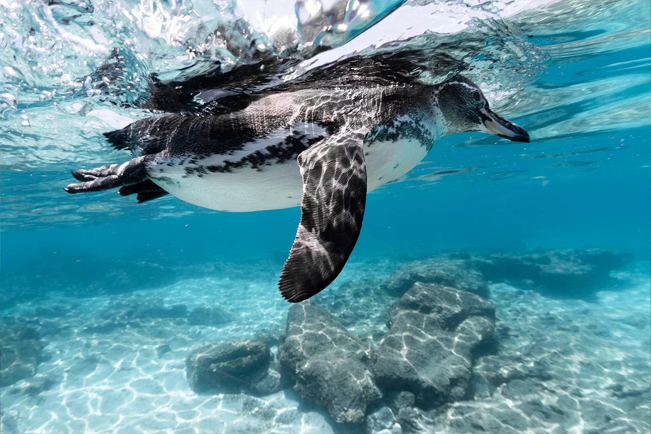 Galapagos penguin during the cool season