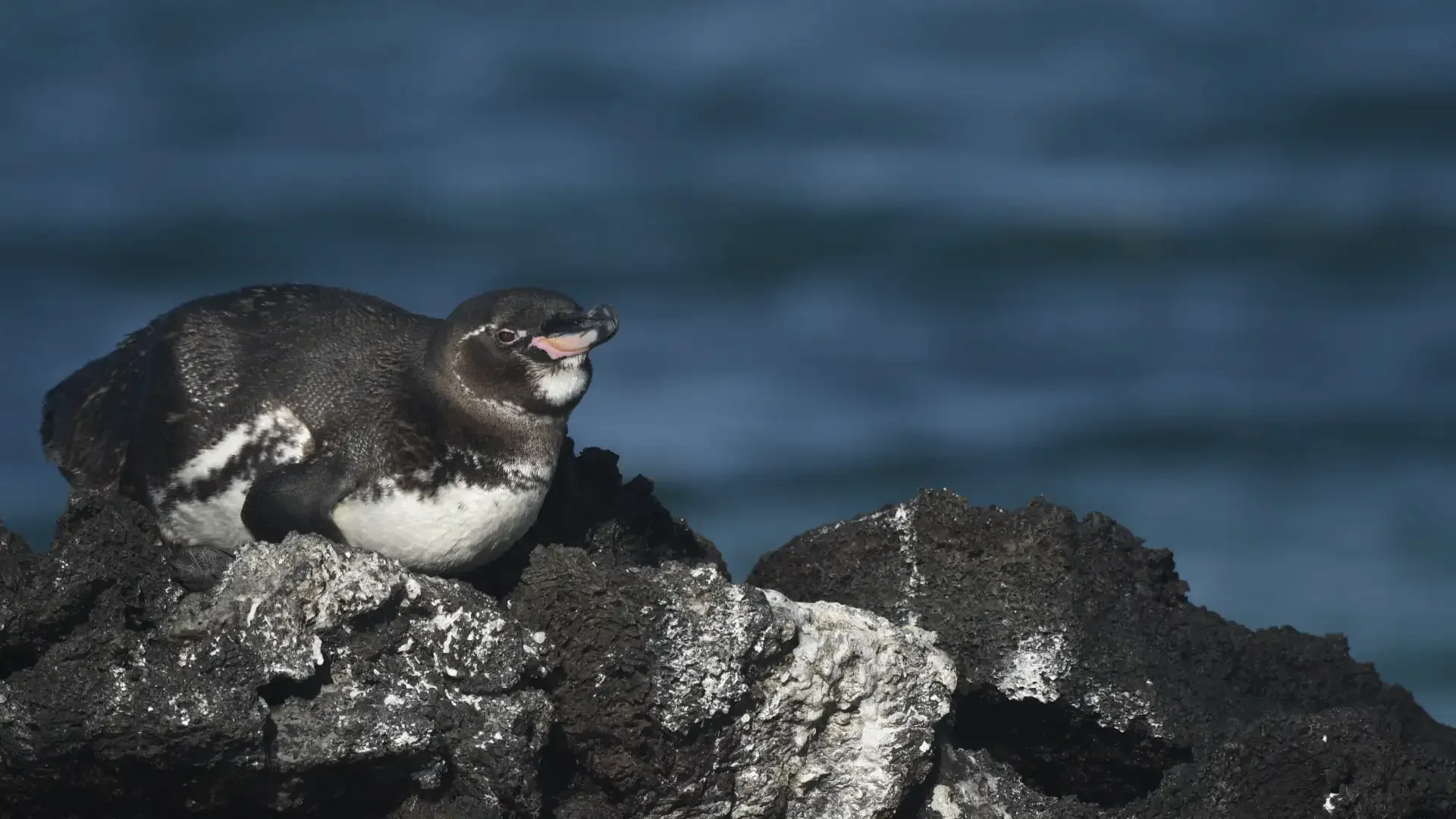 4 Day - Galapagos Alternative - IDEAL