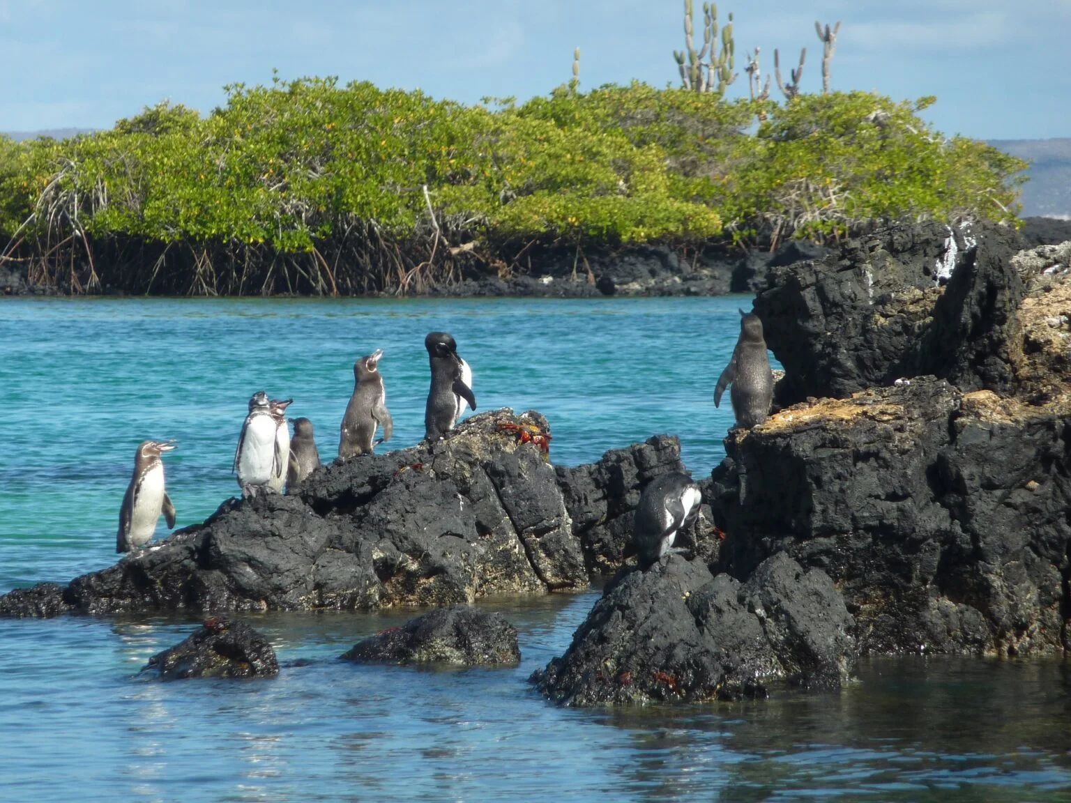 Galapagos Penguins in Isabela