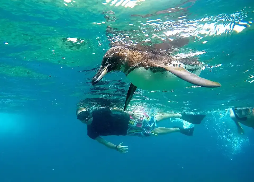 Underwater, the Galápagos penguin transforms into a fast and agile hunter