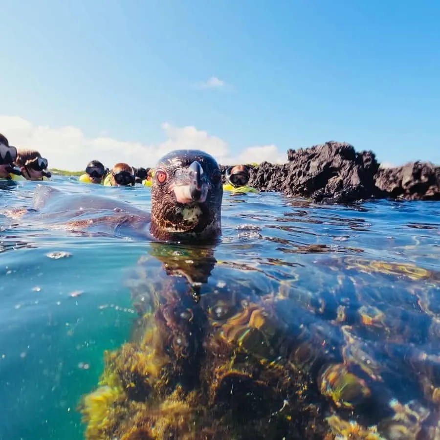 Explore the volcanic channels of Tintoreras, where Galápagos penguins and other marine wildlife may appear along the way