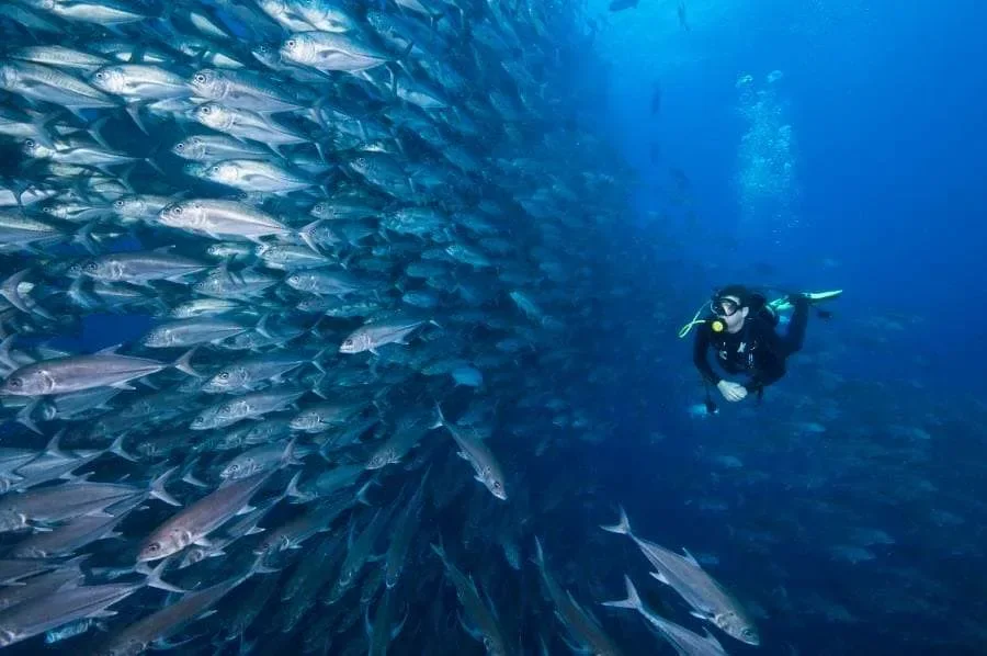 School of fish underwater