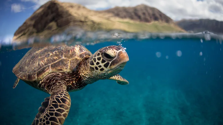 The Galapagos experience continues beneath the surface.