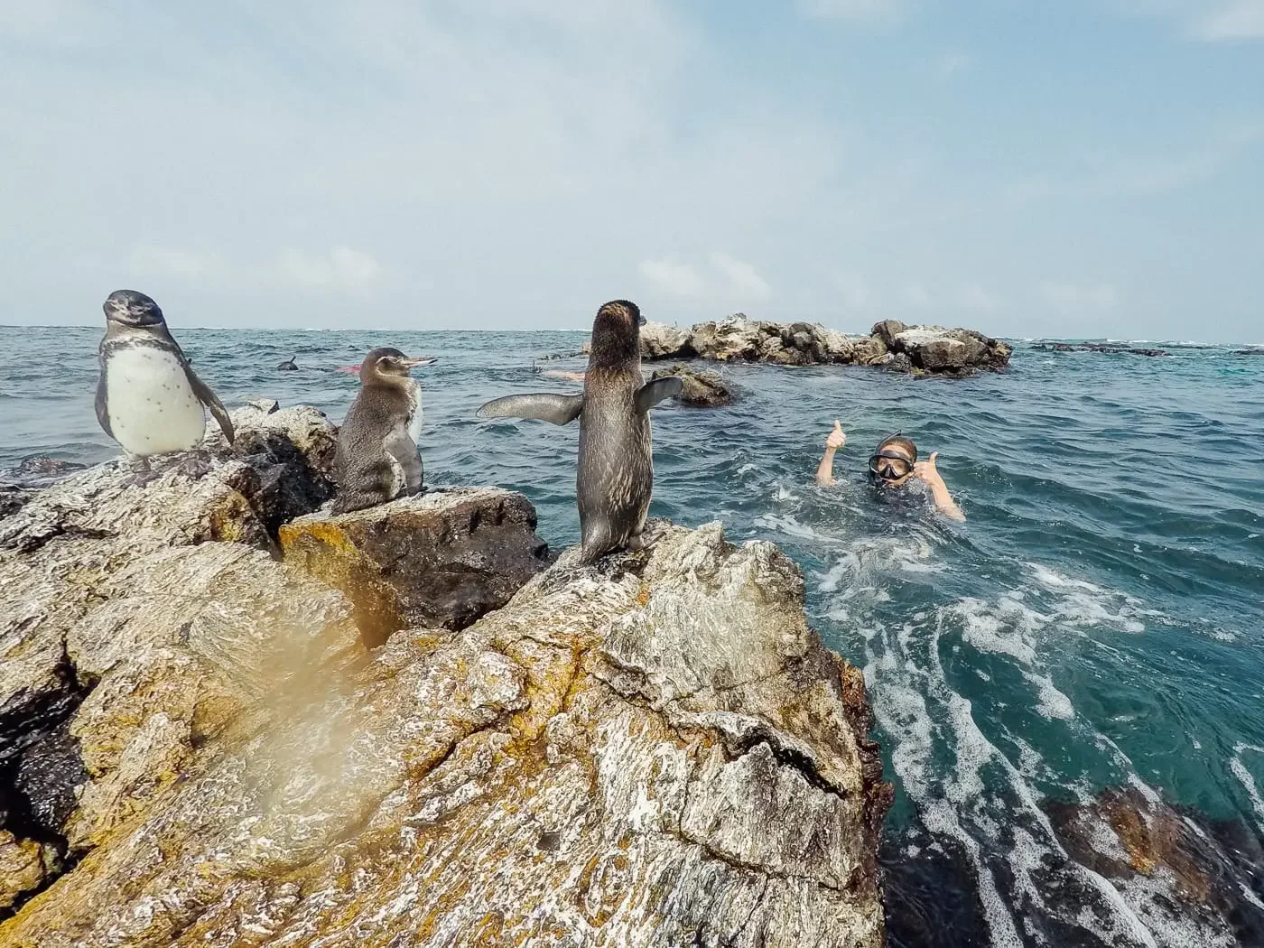 When snorkeling is one of your priorities, the right itinerary can bring you closer to Galapagos marine life.