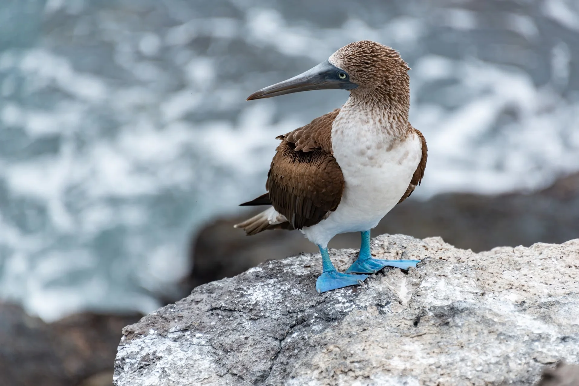 Blue-footed booby, Galapagos Islands: one of the archipelago’s most recognizable residents.