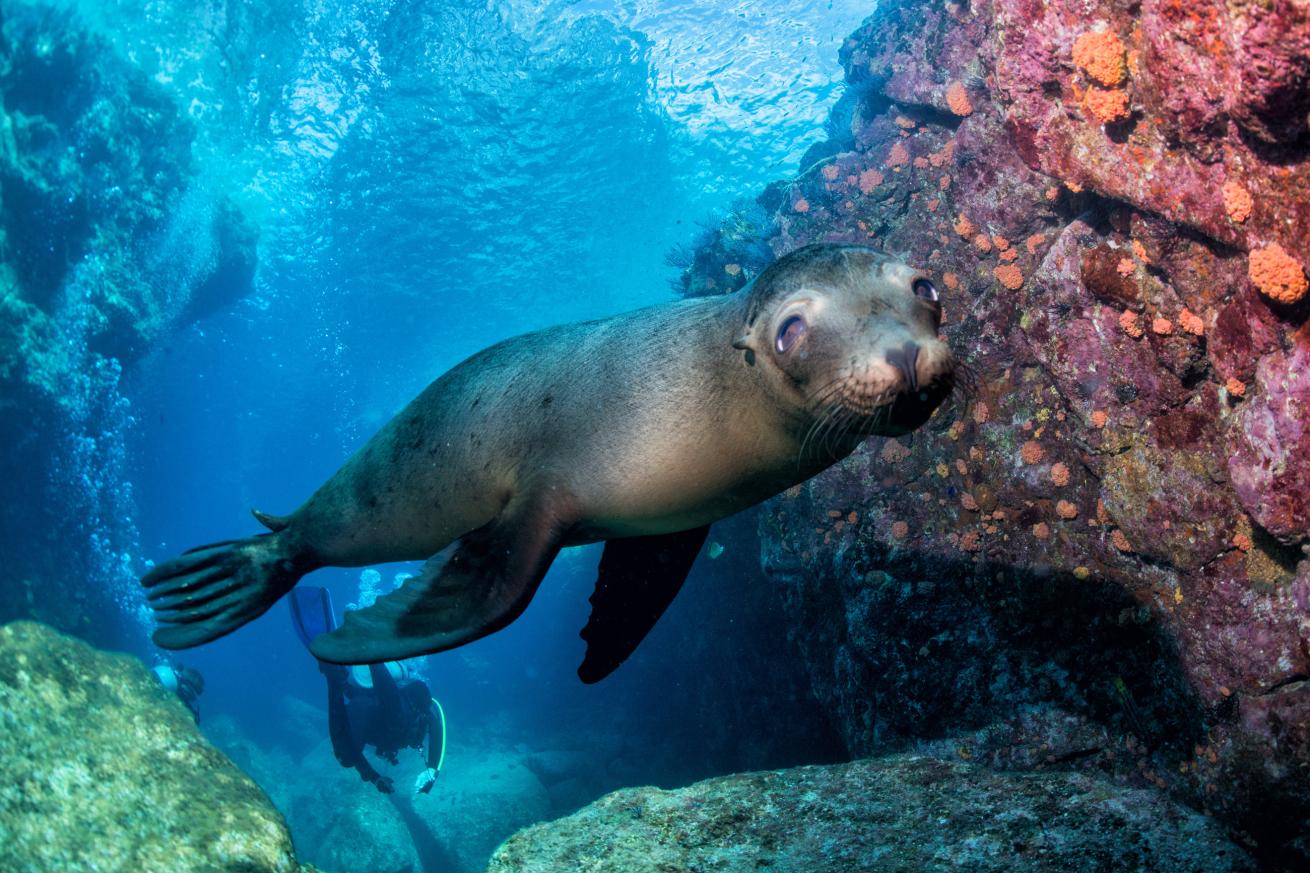 Diver with Galapagos sea lion