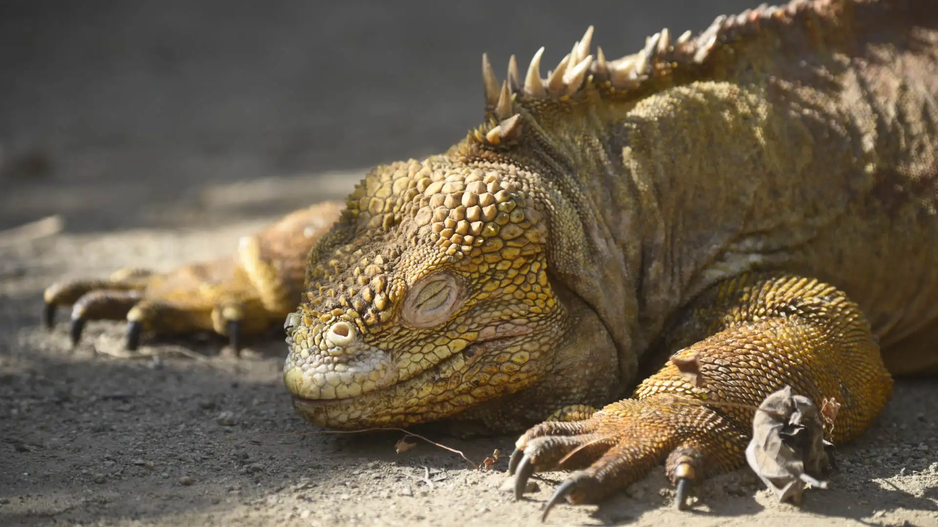 Marine Iguanas