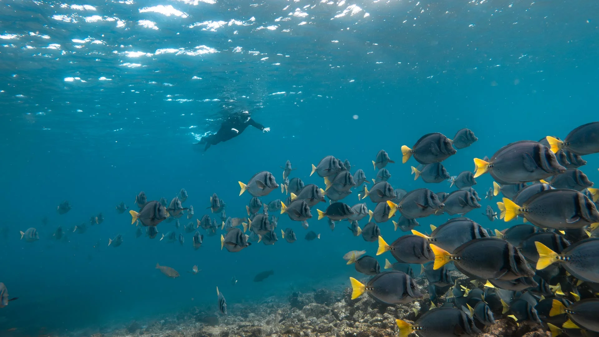 Snorkeling