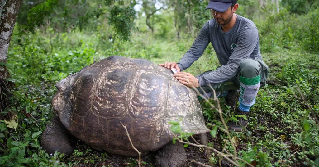 Galapagos giant tortoise: a reminder that protecting the islands is part of the journey.