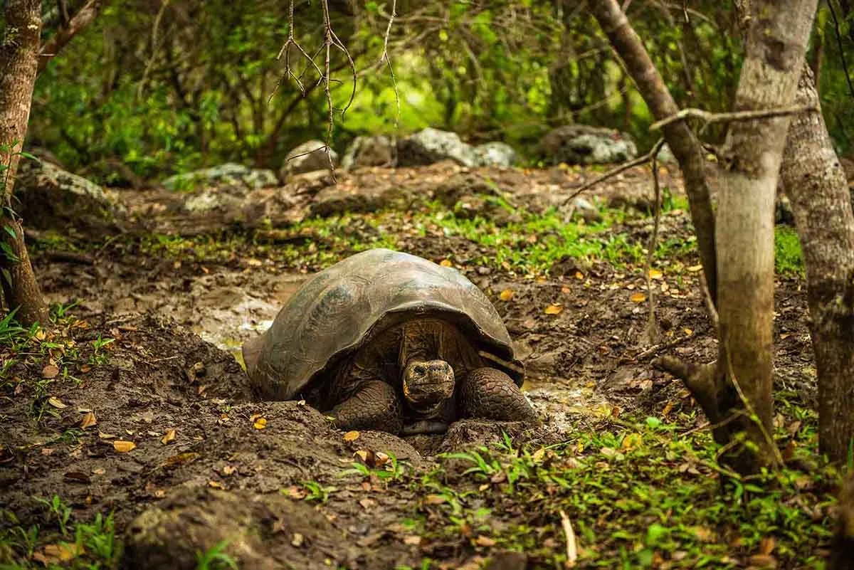 Giant tortoises roaming freely through the highlands of Santa Cruz.