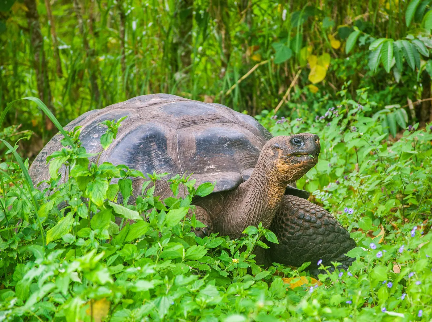 Giant Tortoises in the Highlands — the Instagram expectation