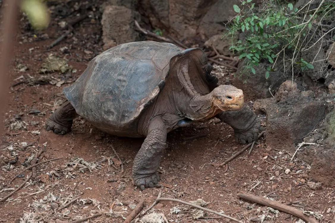 Giant Tortoises in the Highlands — the reality