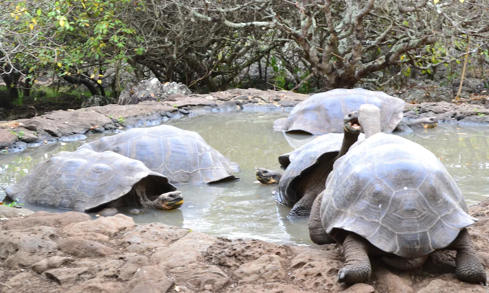 Giant Tortoises of San Cristobal Highlands