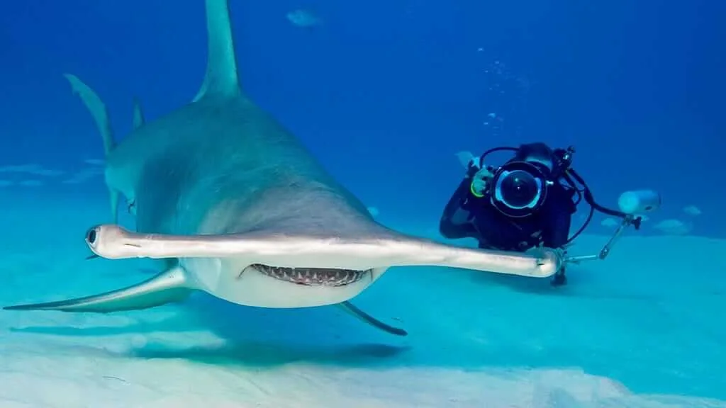 Gordon Rocks – Hammerhead Shark Diving