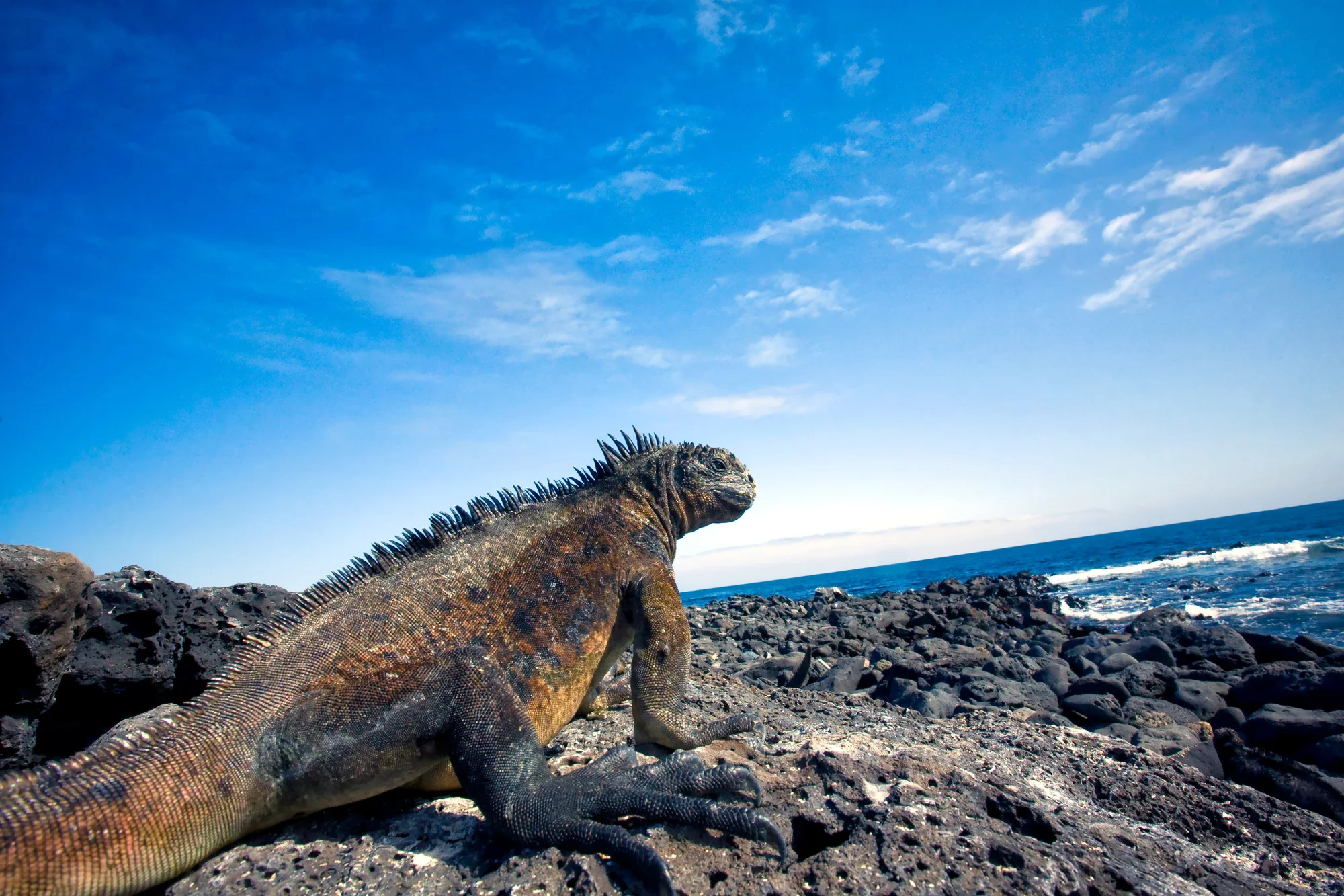 Marine iguana on volcanic rocks
