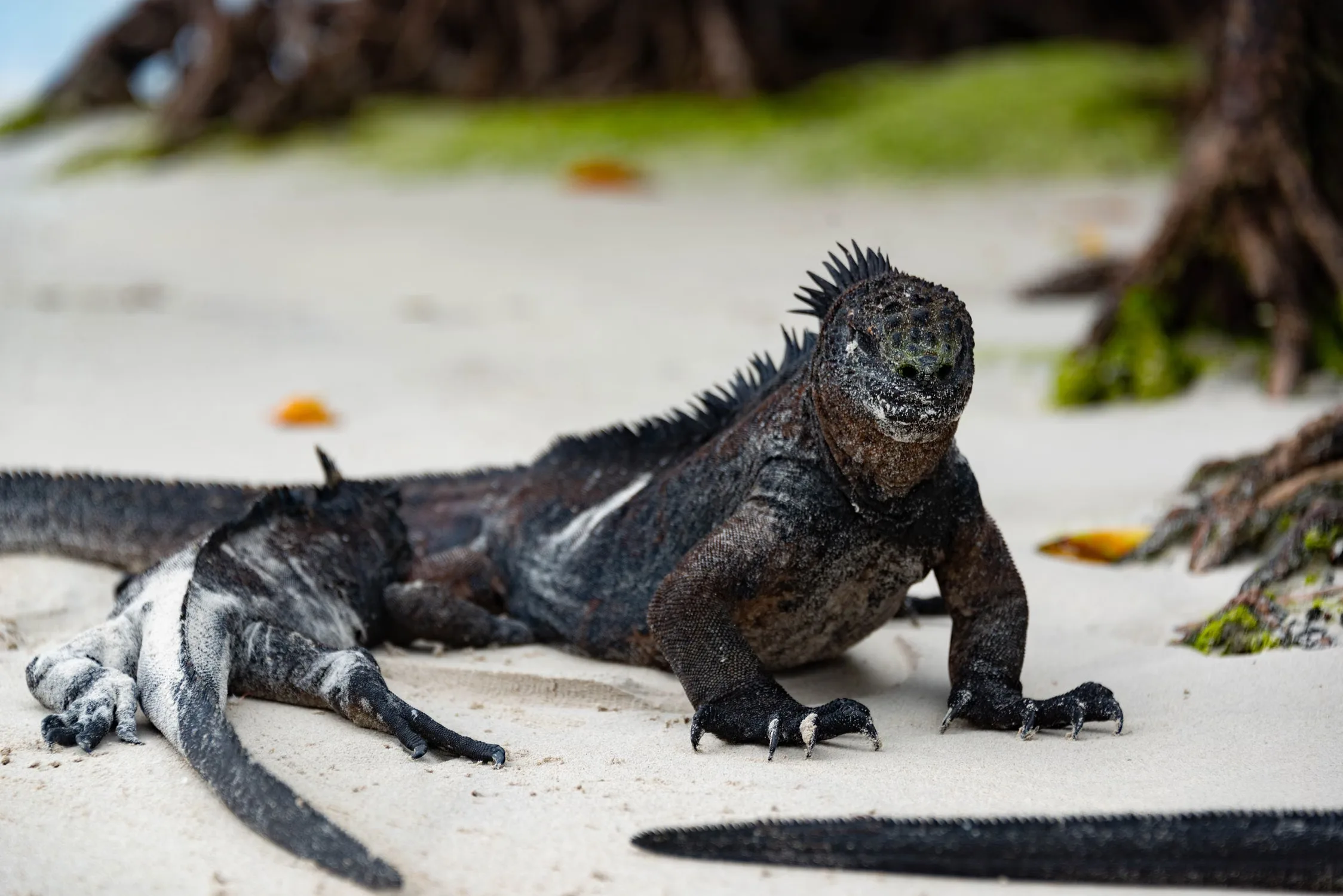 4 Day "Bela Isabela Galapagos" Tour - ESSENTIAL