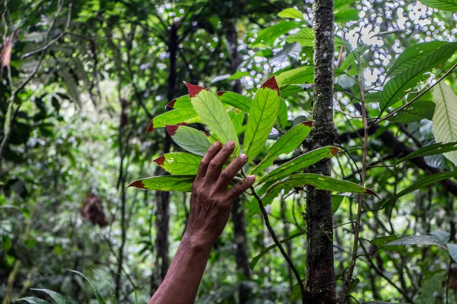 Indigenous people of the Ecuadorian rainforest