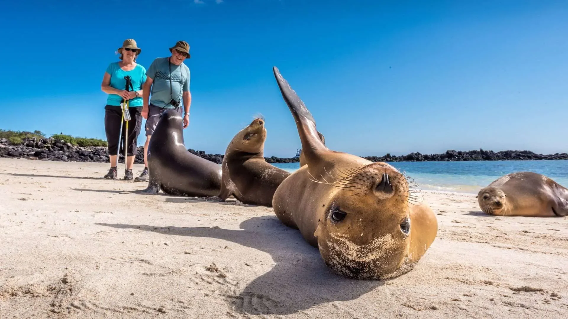 Sea lions playing on the beach: one of the unforgettable wildlife encounters that can become part of an 8-day Island Hopping journey.