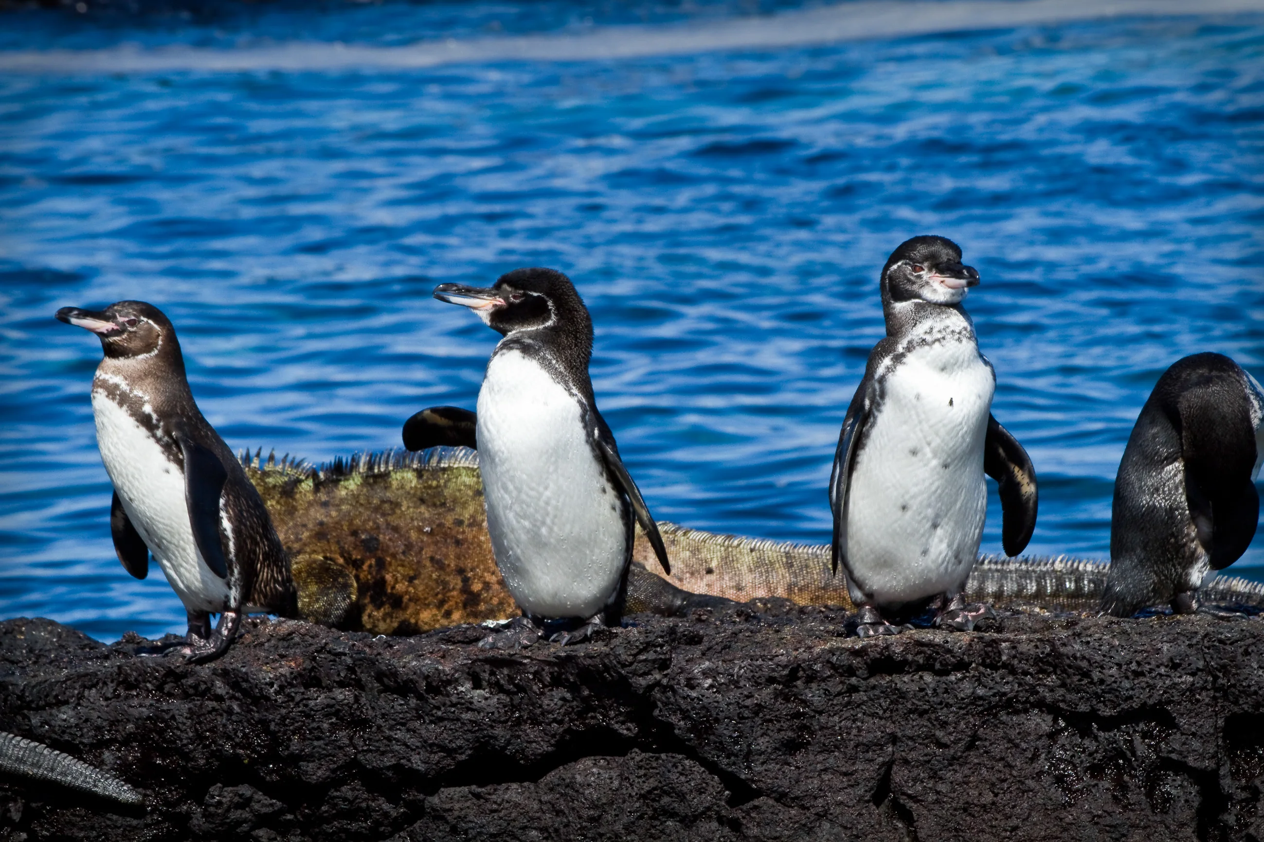 ¿How did penguins arrive in the Galapagos Islands?