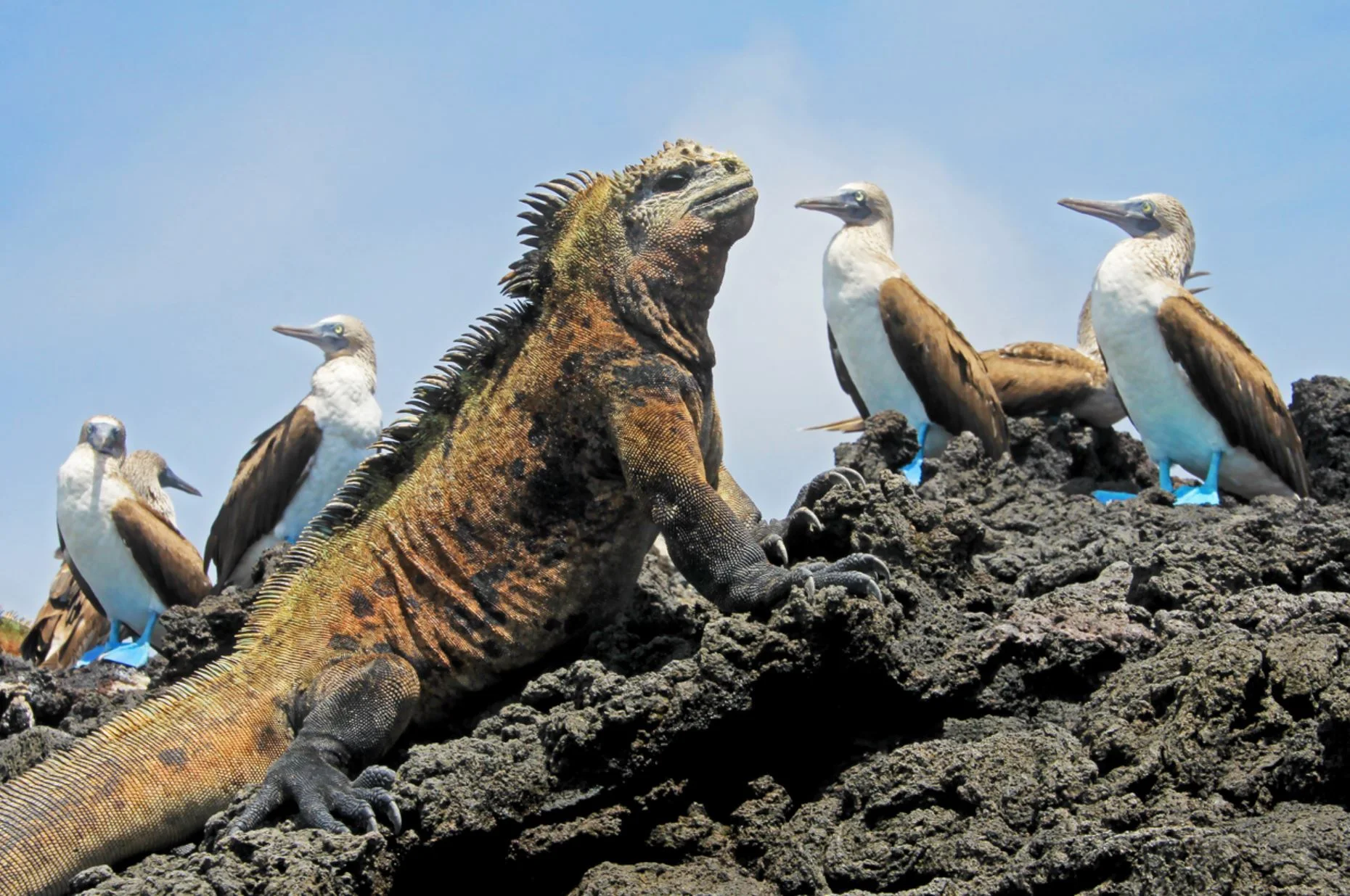 8 Day "Galapagos Wisdom" Tour - ESSENTIAL