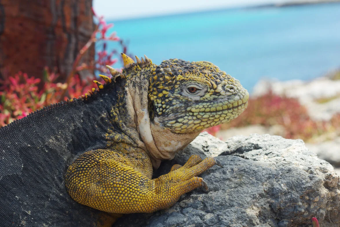 South Plaza Marine Iguanas