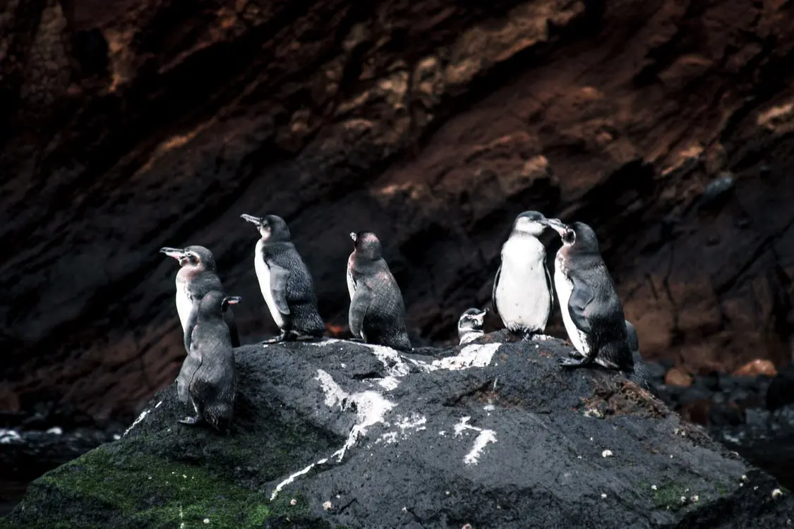 Shaded volcanic crevices provide shelter along the Galápagos coastline