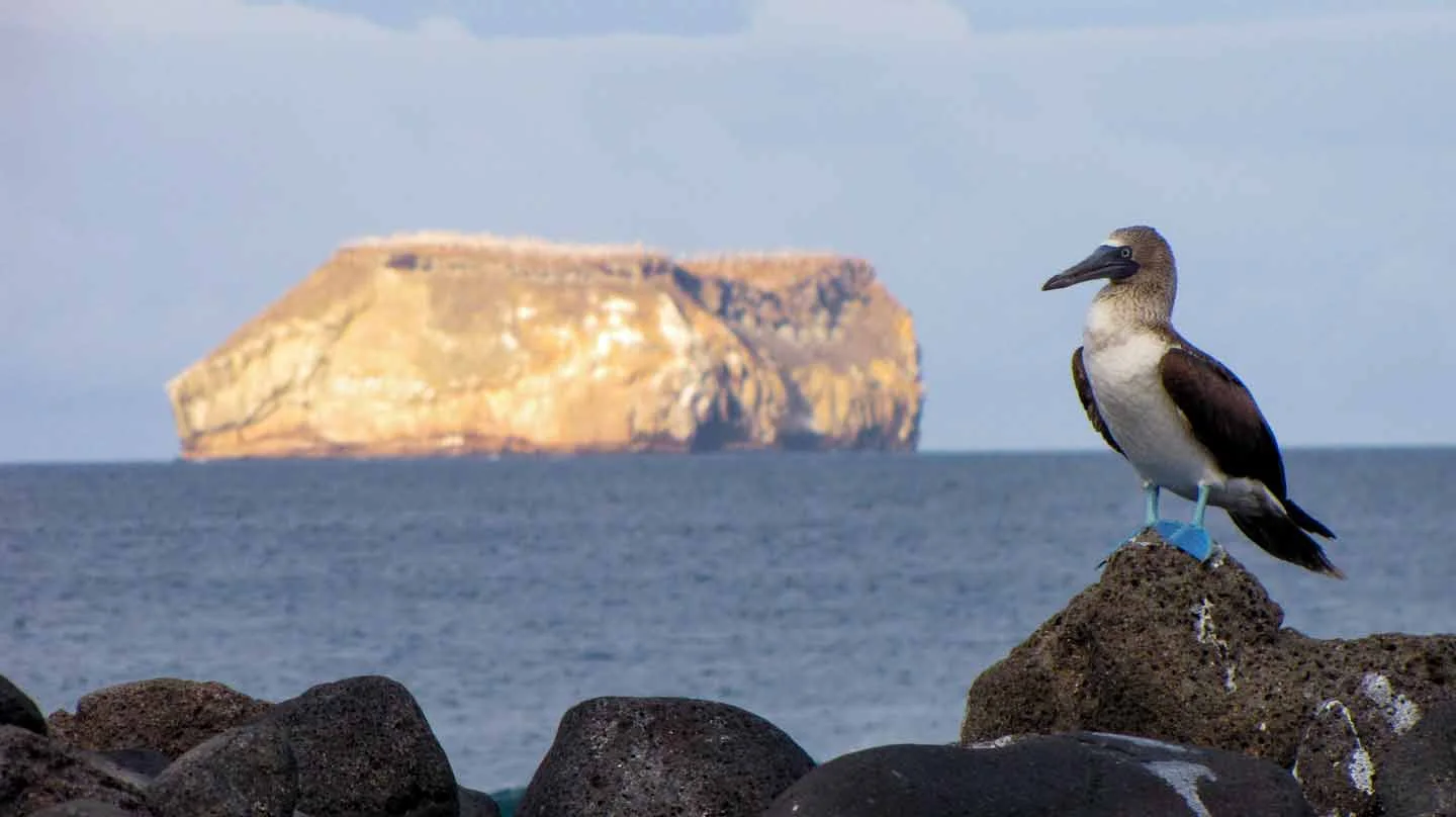 North Seymour brings you remarkably close to some of the Galapagos' most iconic wildlife.