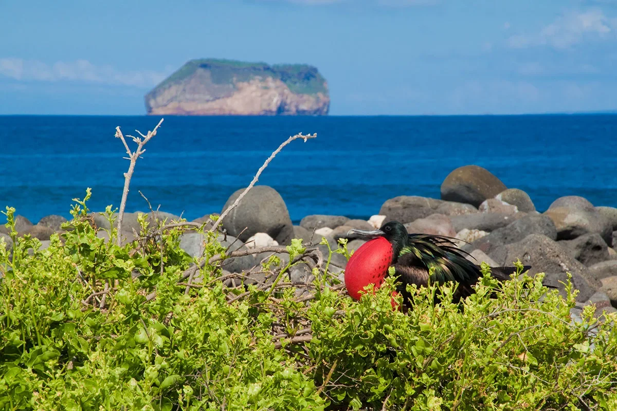 North Seymour Island - Premium Yacht Excursion