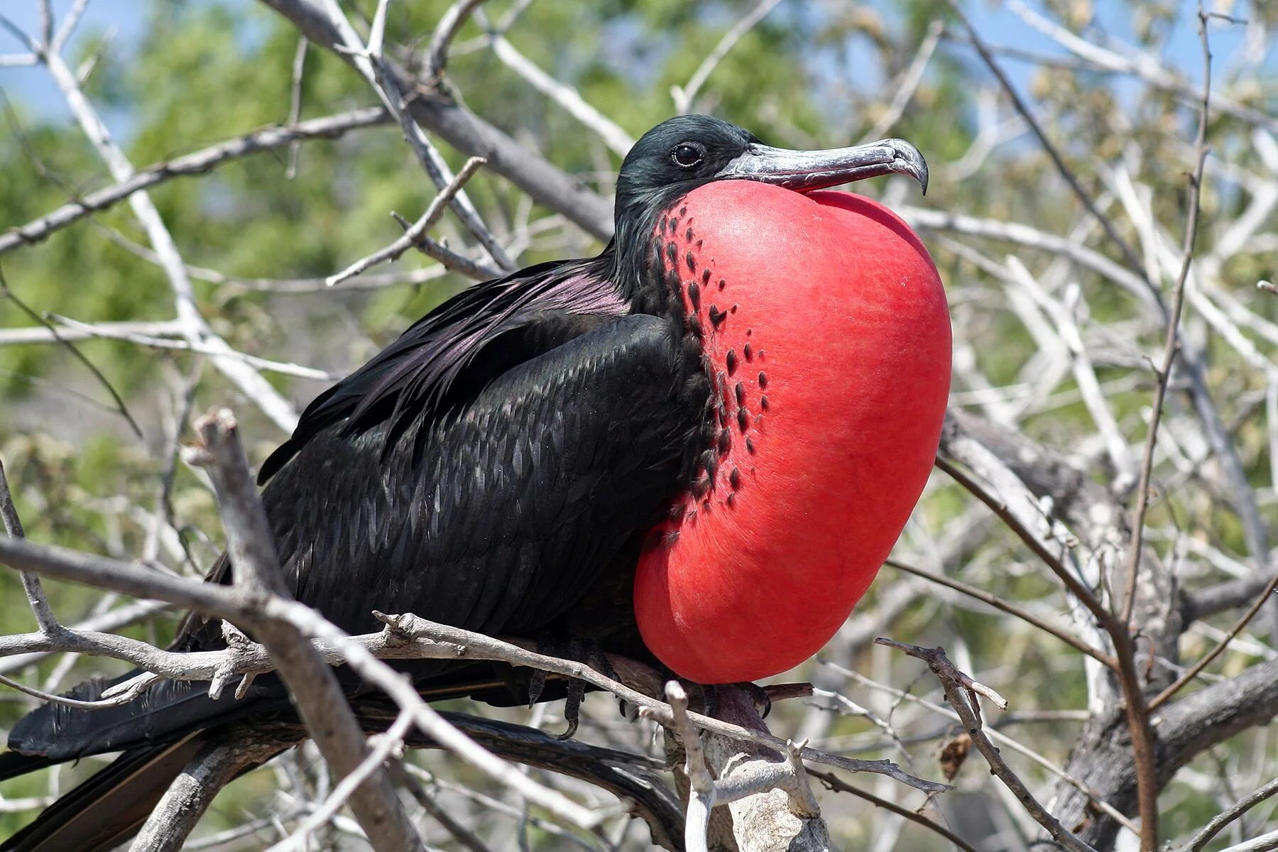During courtship season, male frigatebirds display their striking red throat pouches.