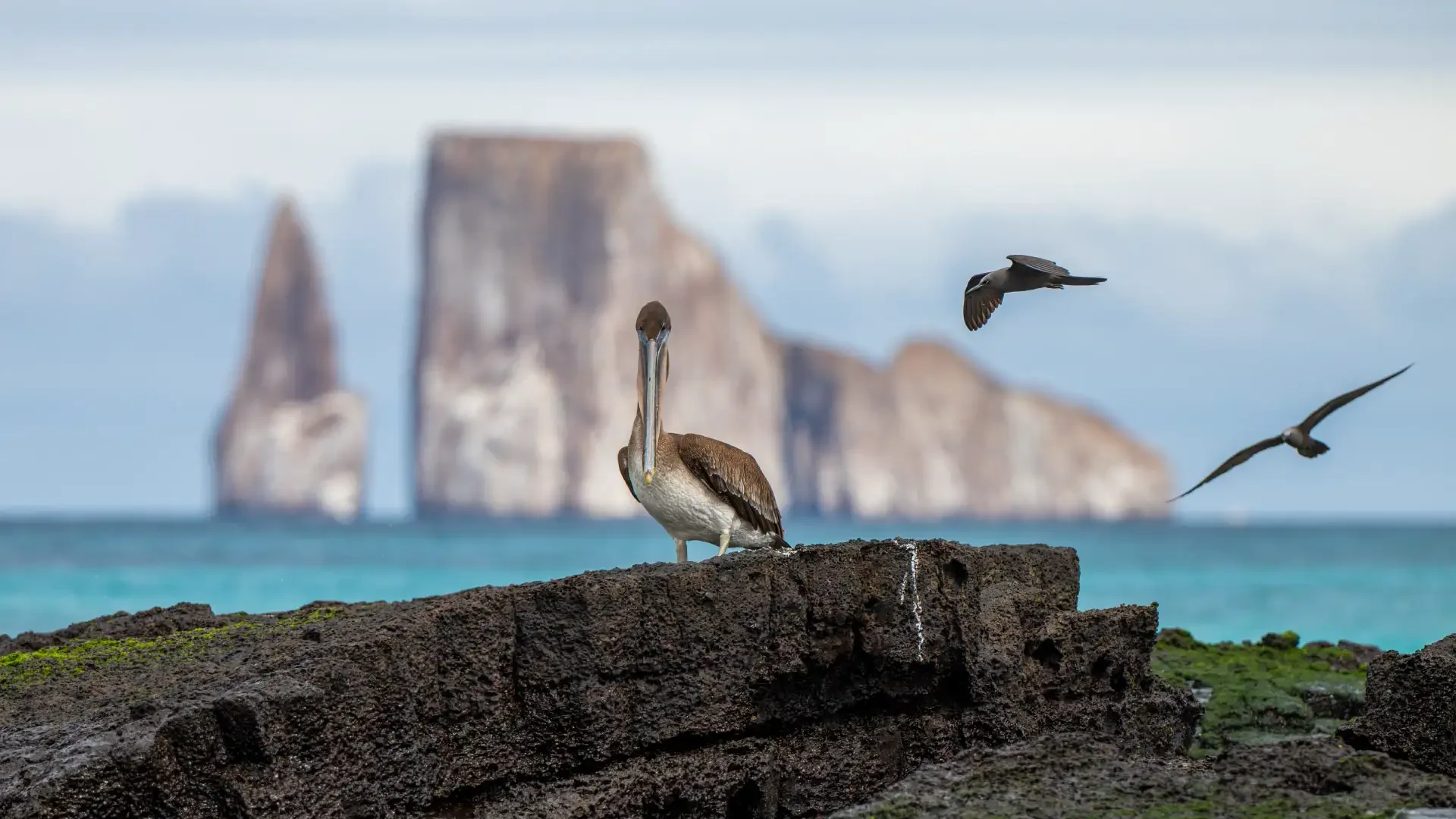 5 Day "Bela Isabela Galapagos" Tour - IDEAL