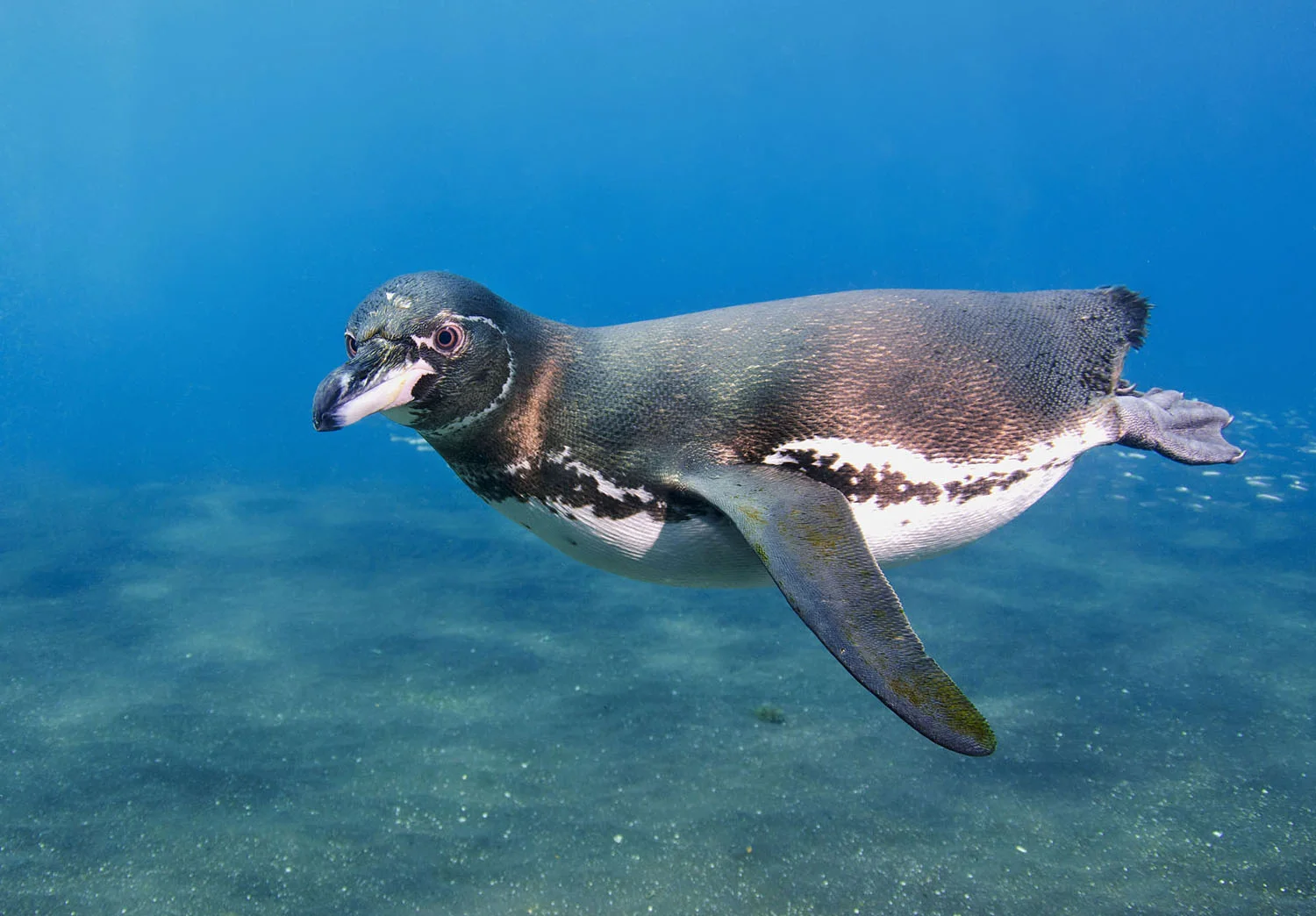 5 Day "Bela Isabela Galapagos" Tour - IDEAL