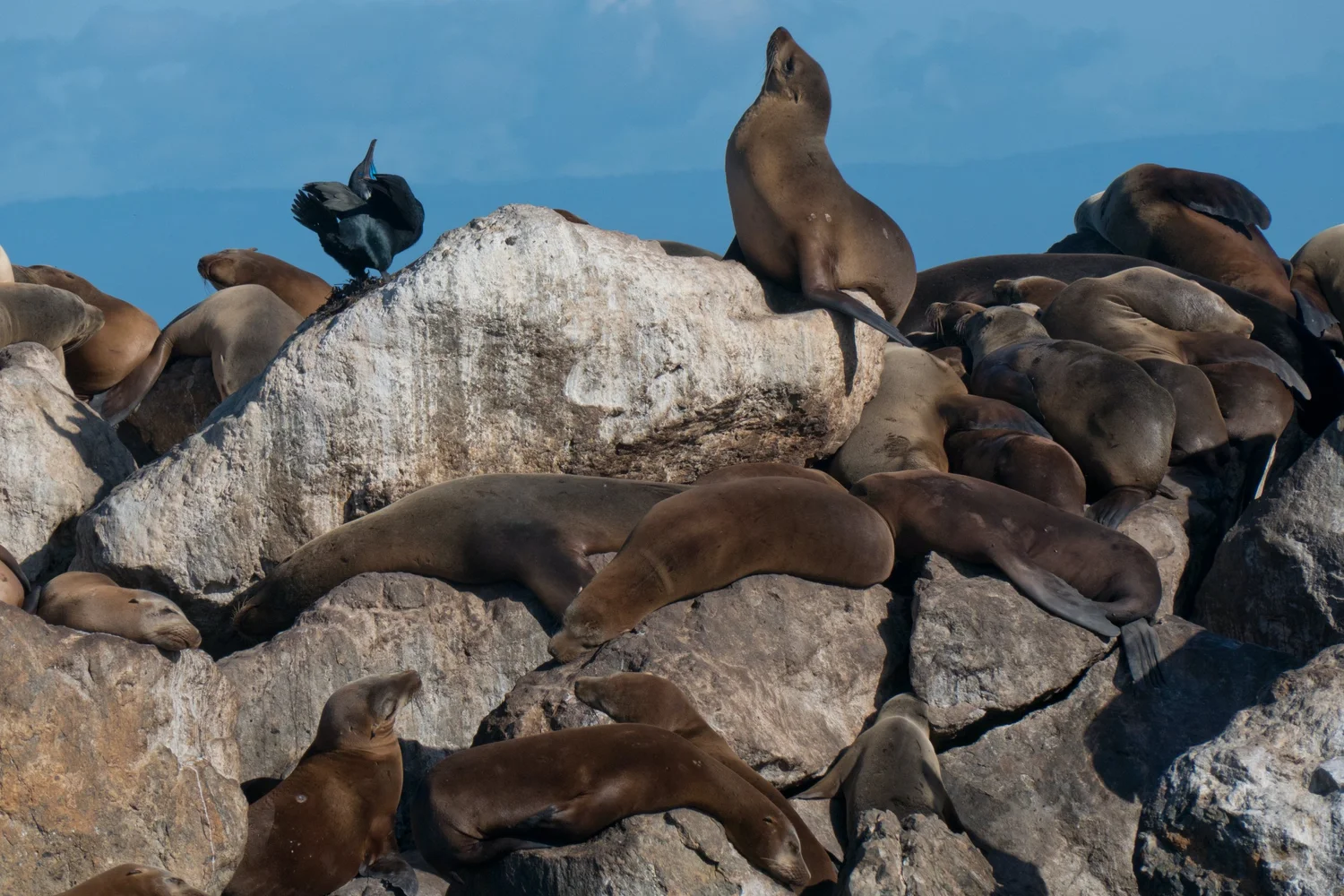 Sea Lions of Lobos Island