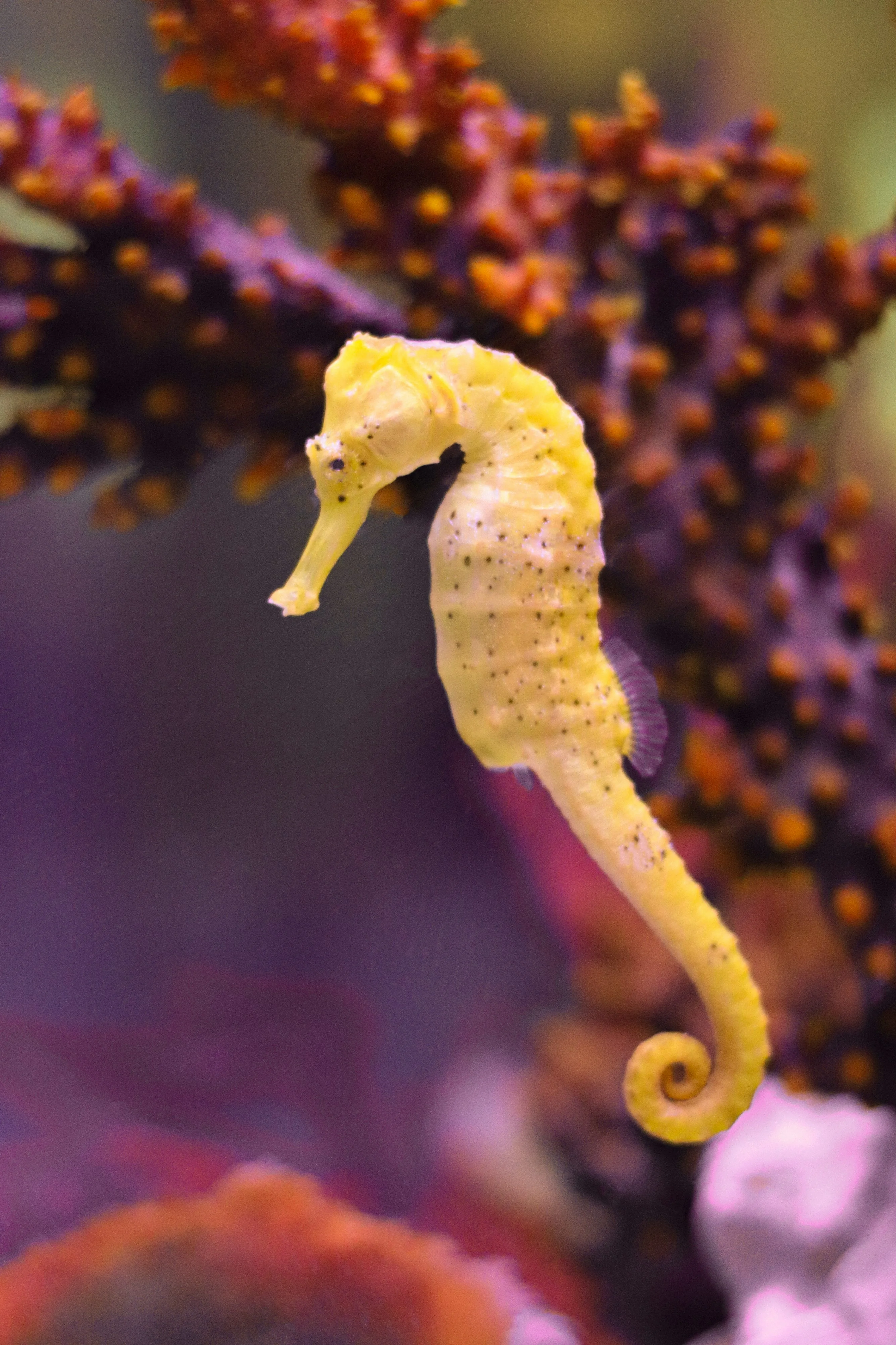 Pacific Seahorse