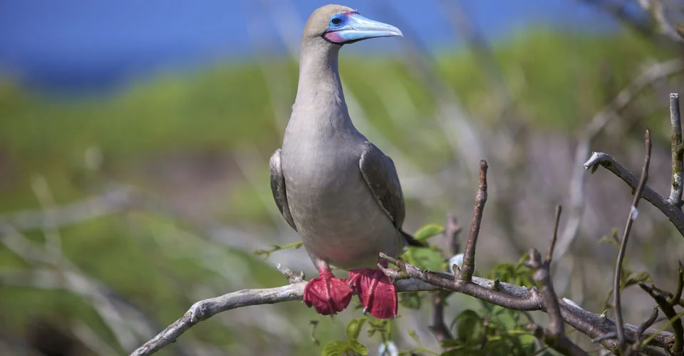 Red-Footed Boobies of Genovesa