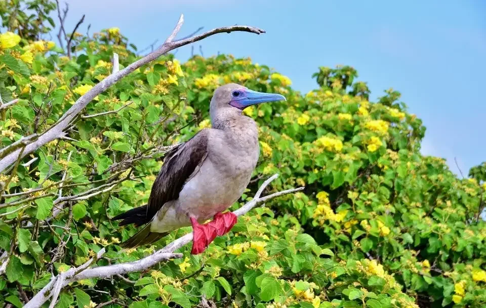 Red-Footed Boobies at Pitt Point