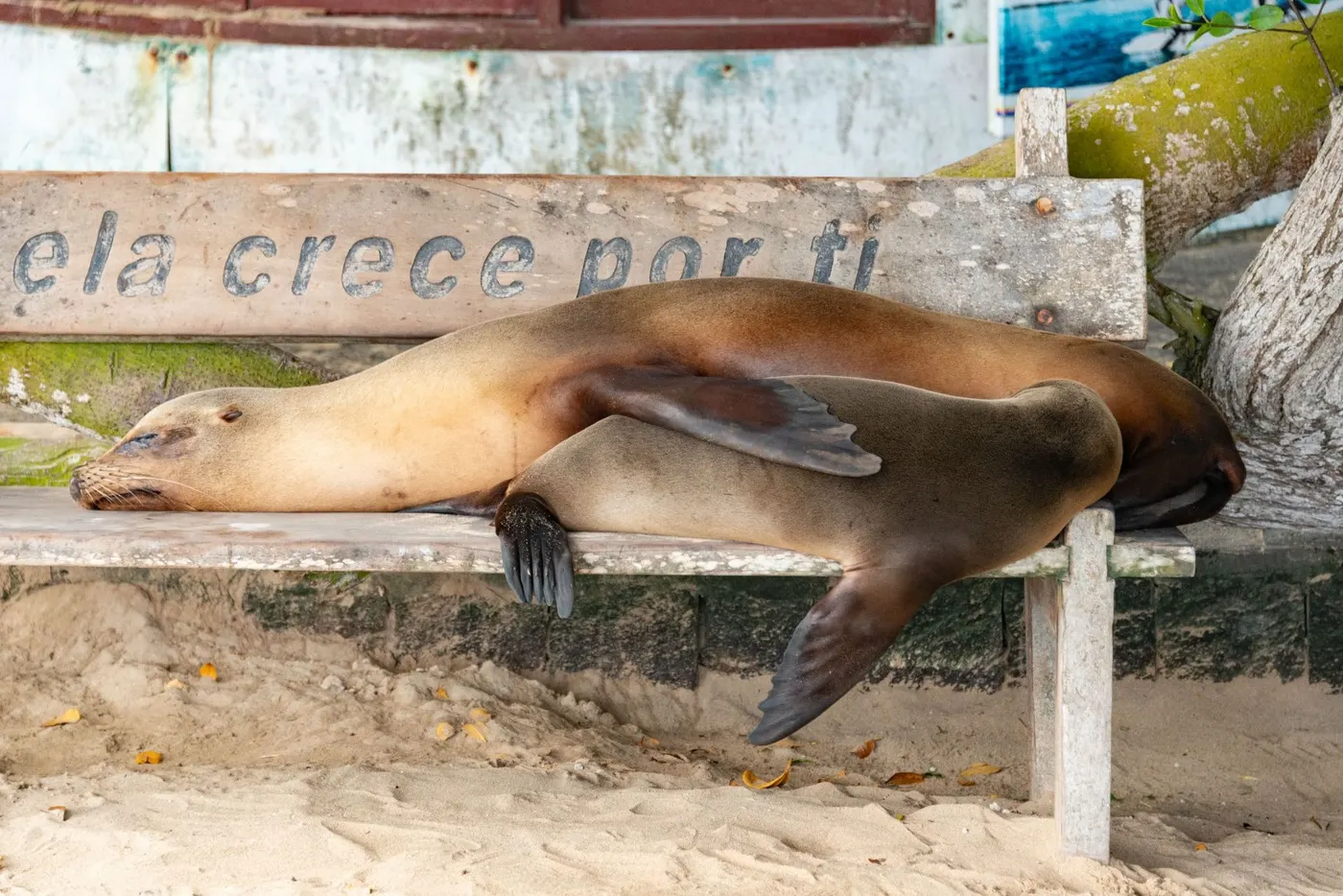San Cristóbal Island — the reality