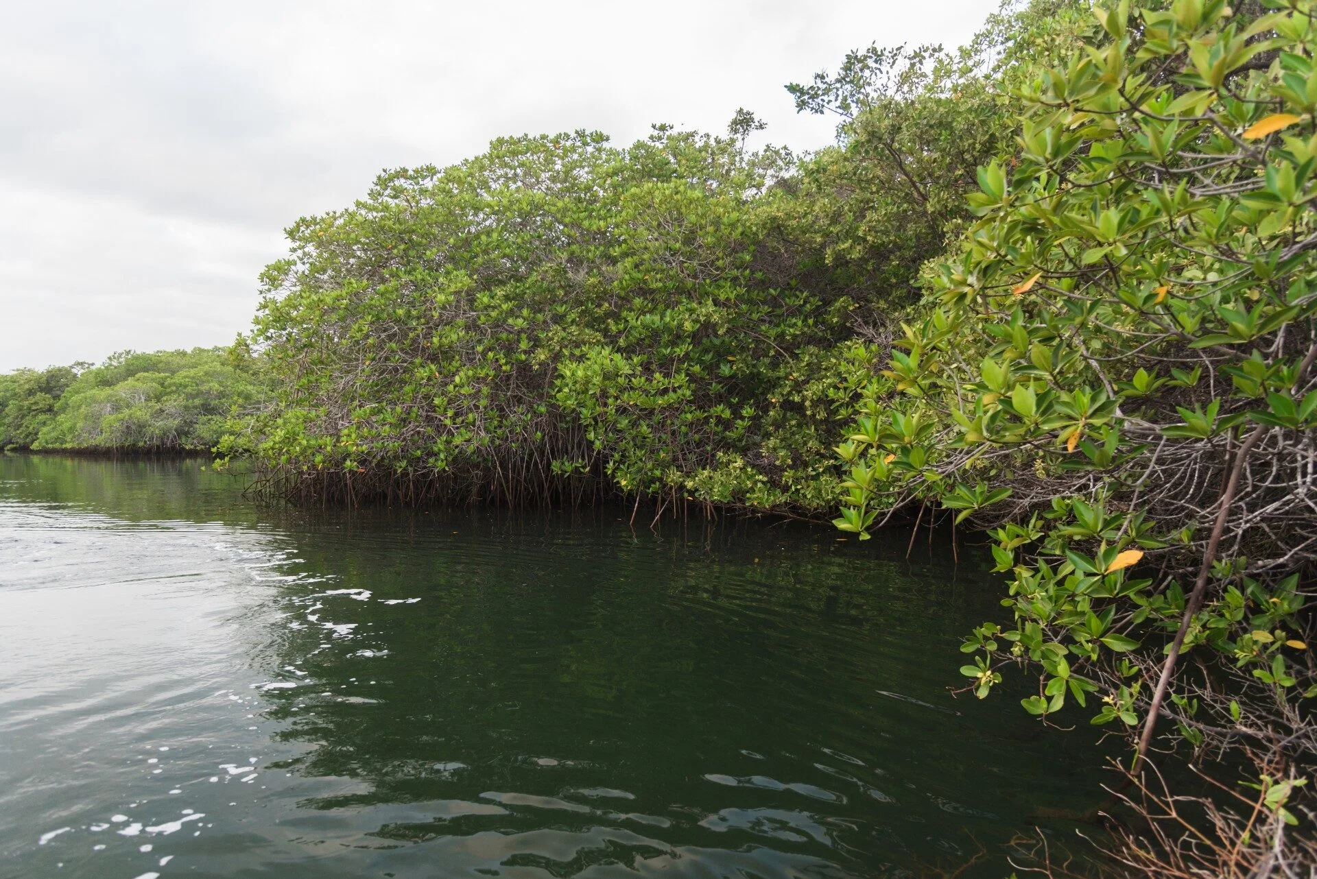Black Turtle Cove Mangroves