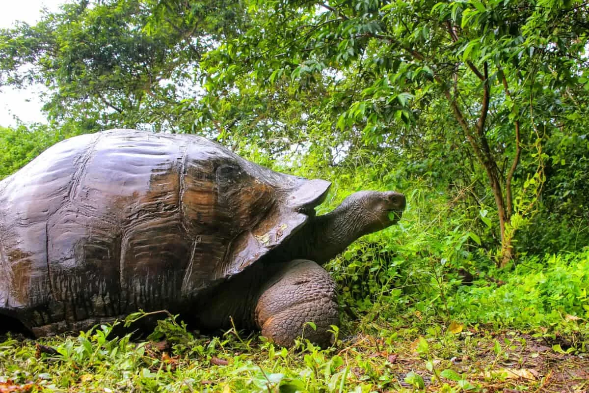 5 Day - "Galapagos Wisdom" Tour - IDEAL