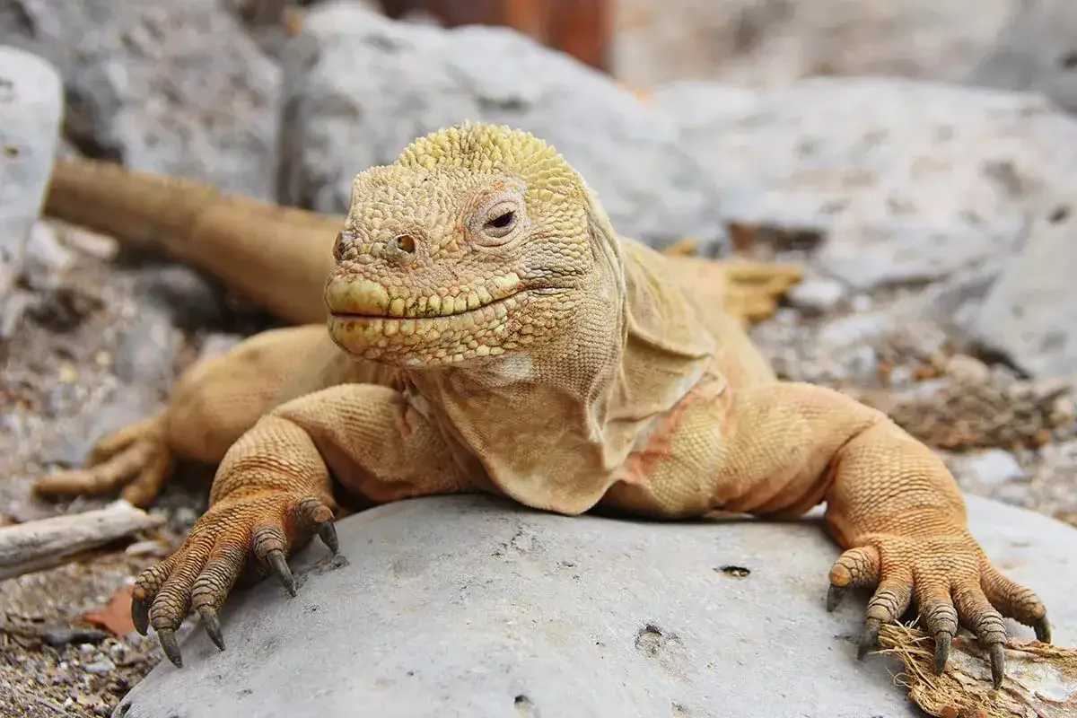 4 Day - Galapagos Alternative - ESSENTIAL